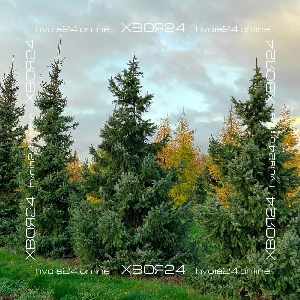 • ХВОЯ24
