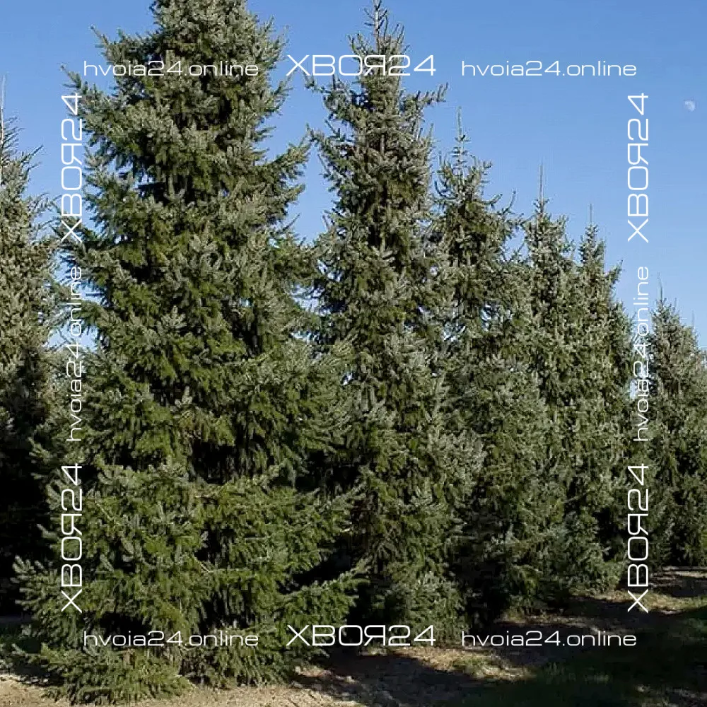  • ХВОЯ24