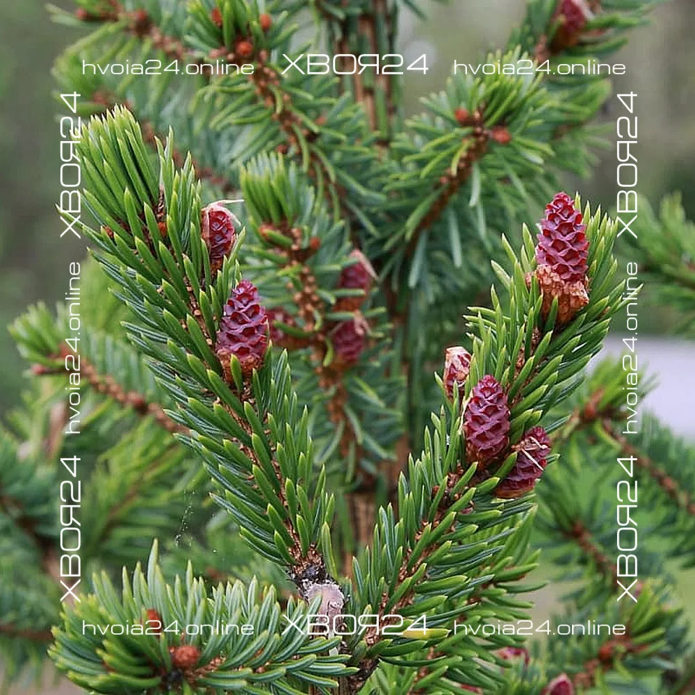  • ХВОЯ24