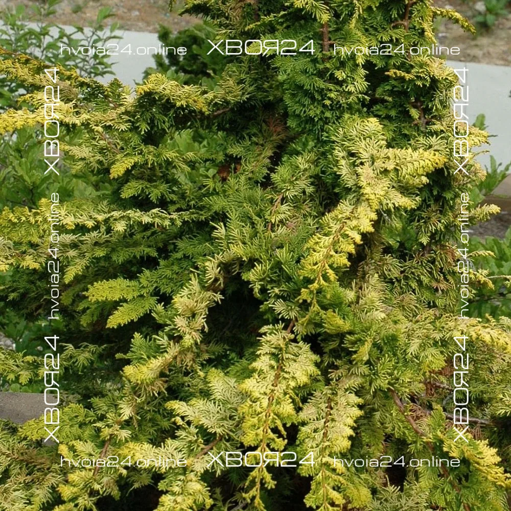  • ХВОЯ24