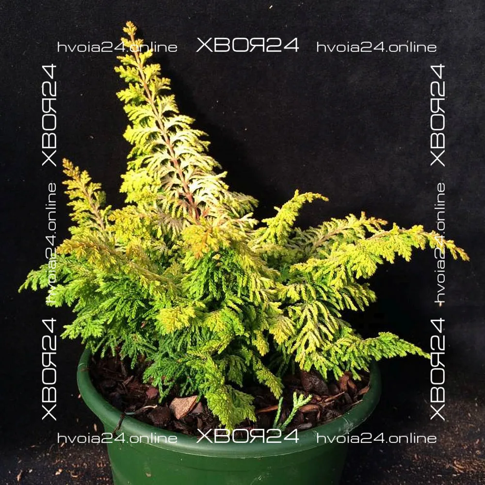  • ХВОЯ24