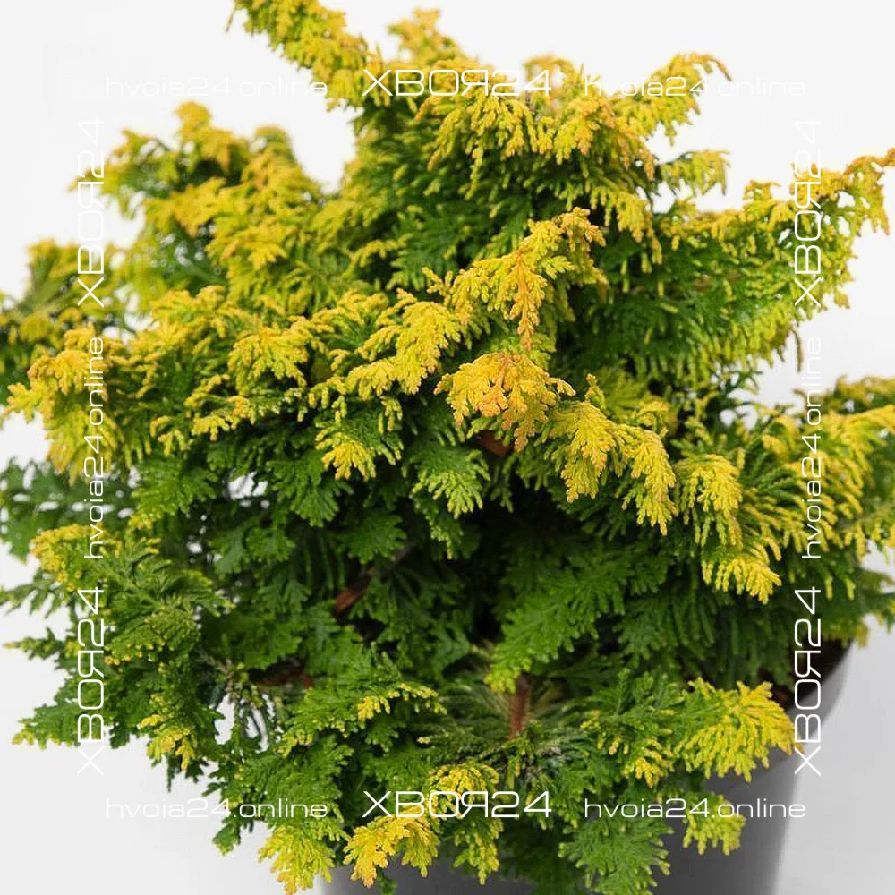  • ХВОЯ24