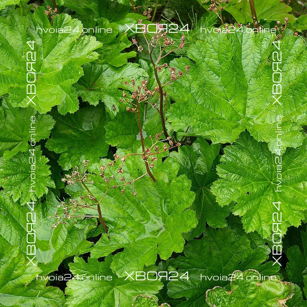  • ХВОЯ24