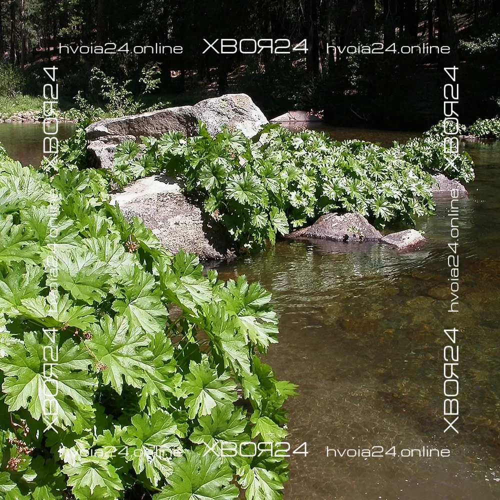  • ХВОЯ24