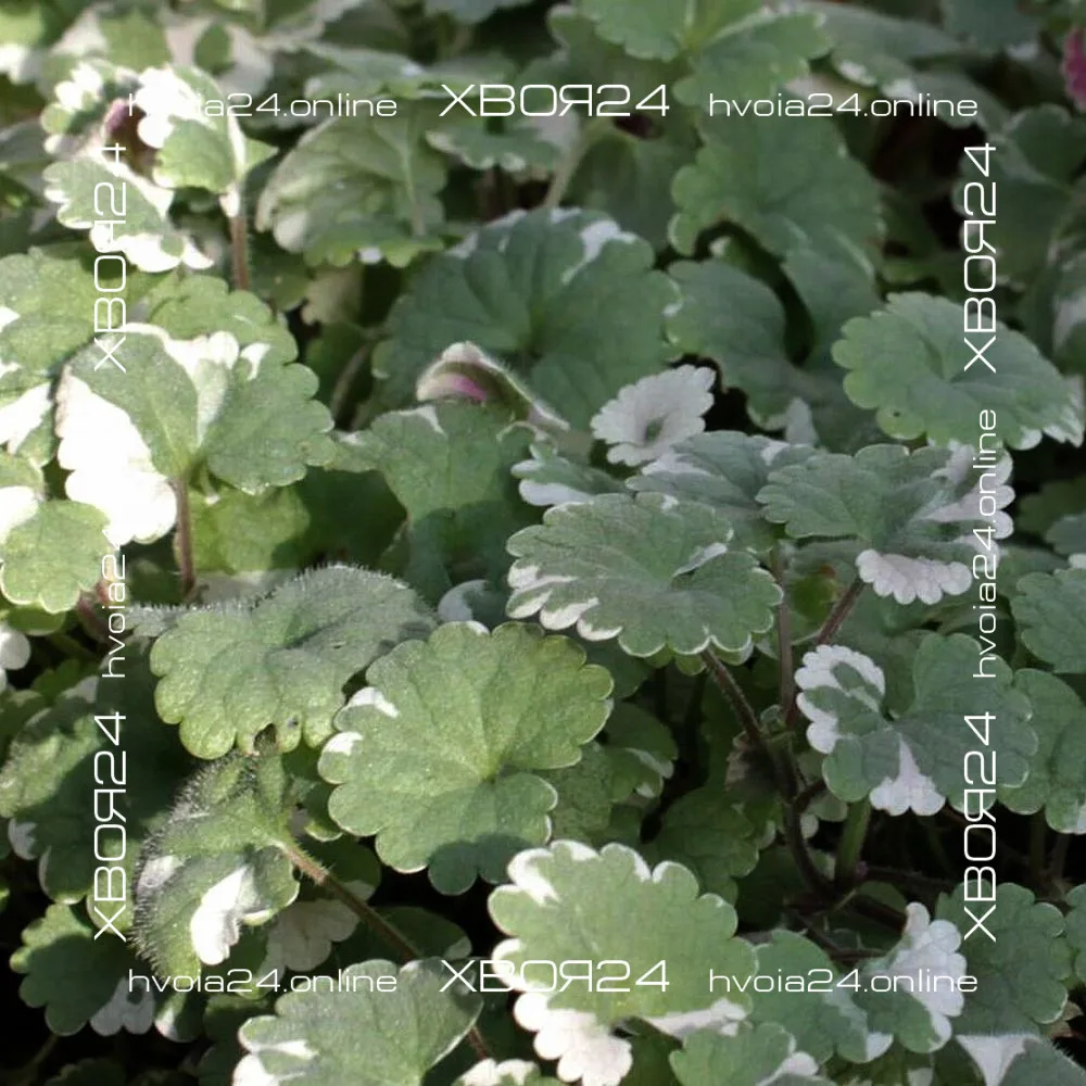  • ХВОЯ24