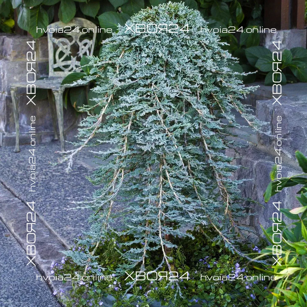 • ХВОЯ24
