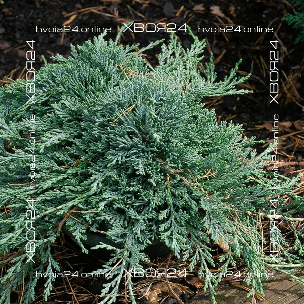  • ХВОЯ24