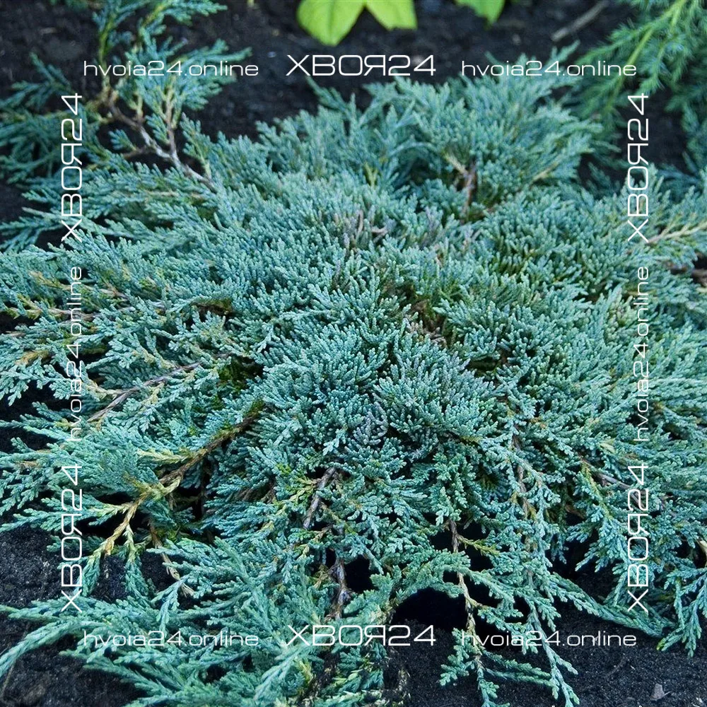  • ХВОЯ24