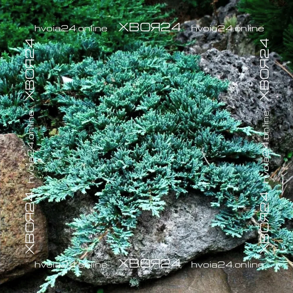  • ХВОЯ24