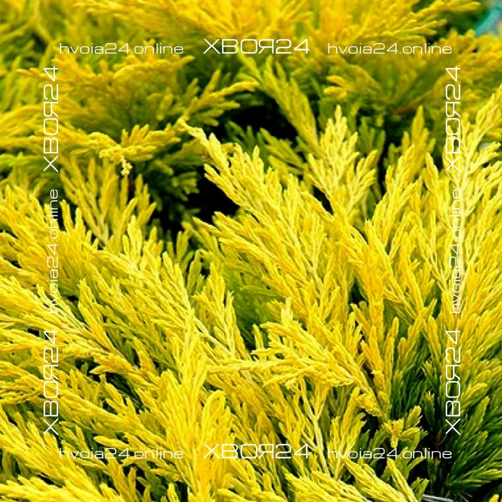 • ХВОЯ24