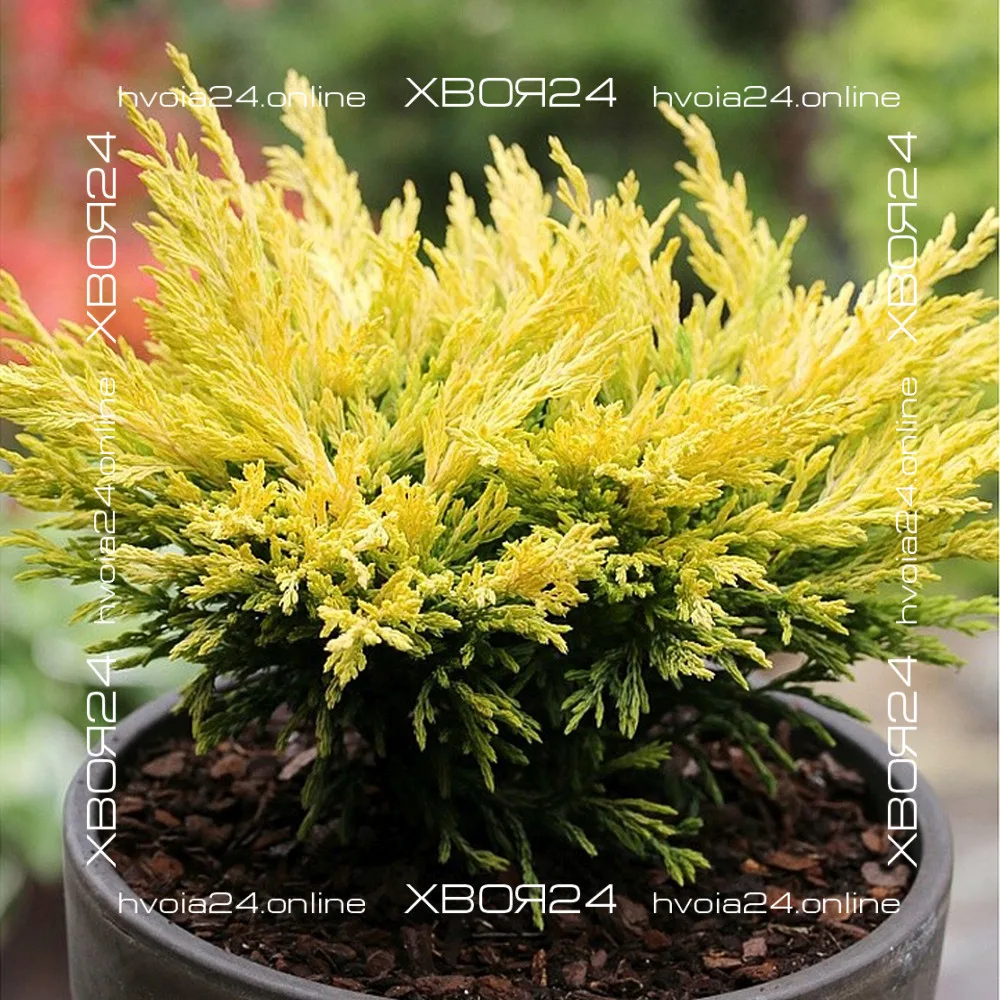  • ХВОЯ24