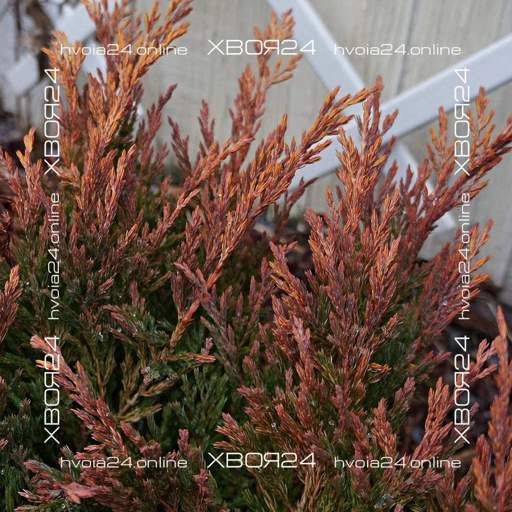  • ХВОЯ24