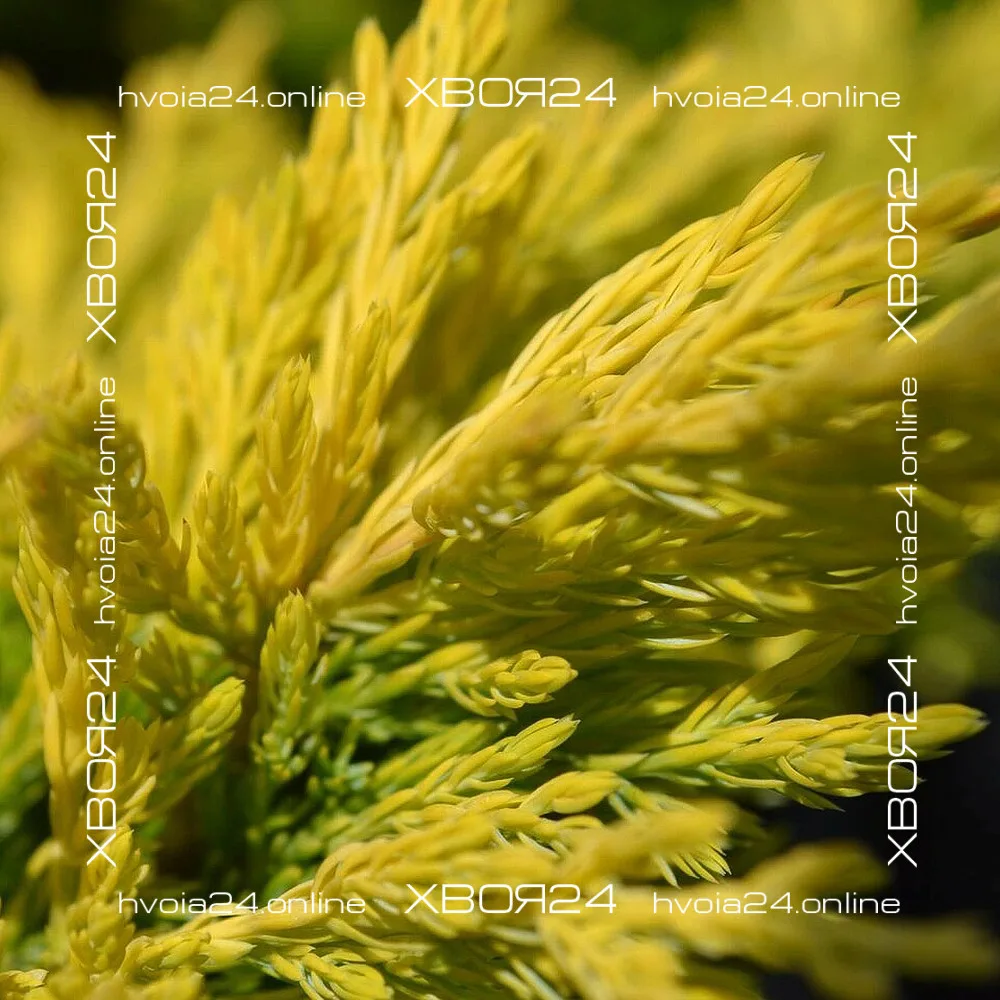  • ХВОЯ24