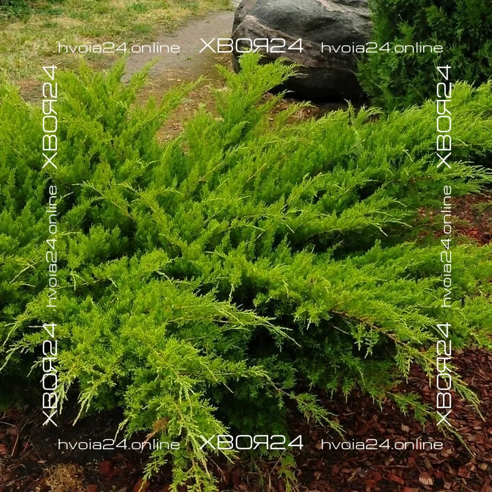  • ХВОЯ24