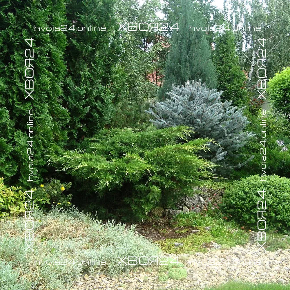  • ХВОЯ24