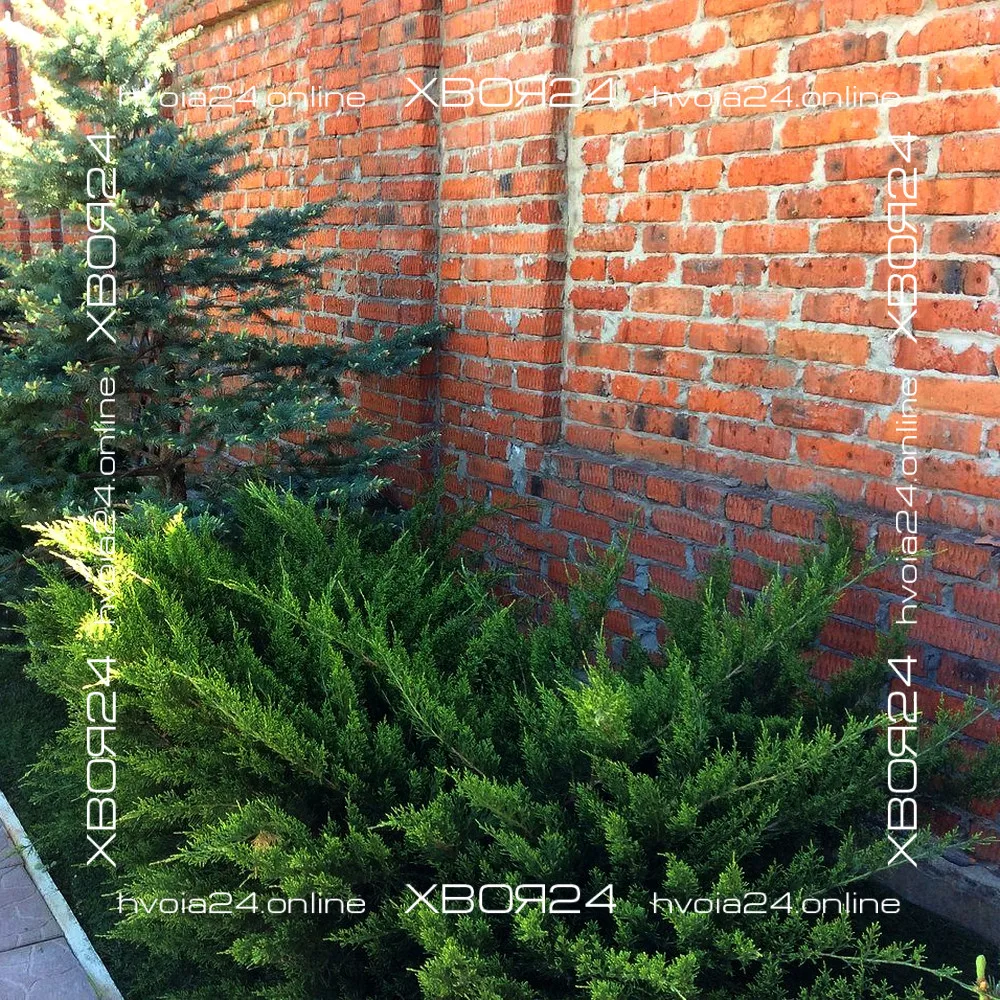  • ХВОЯ24