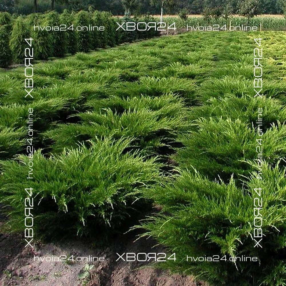  • ХВОЯ24