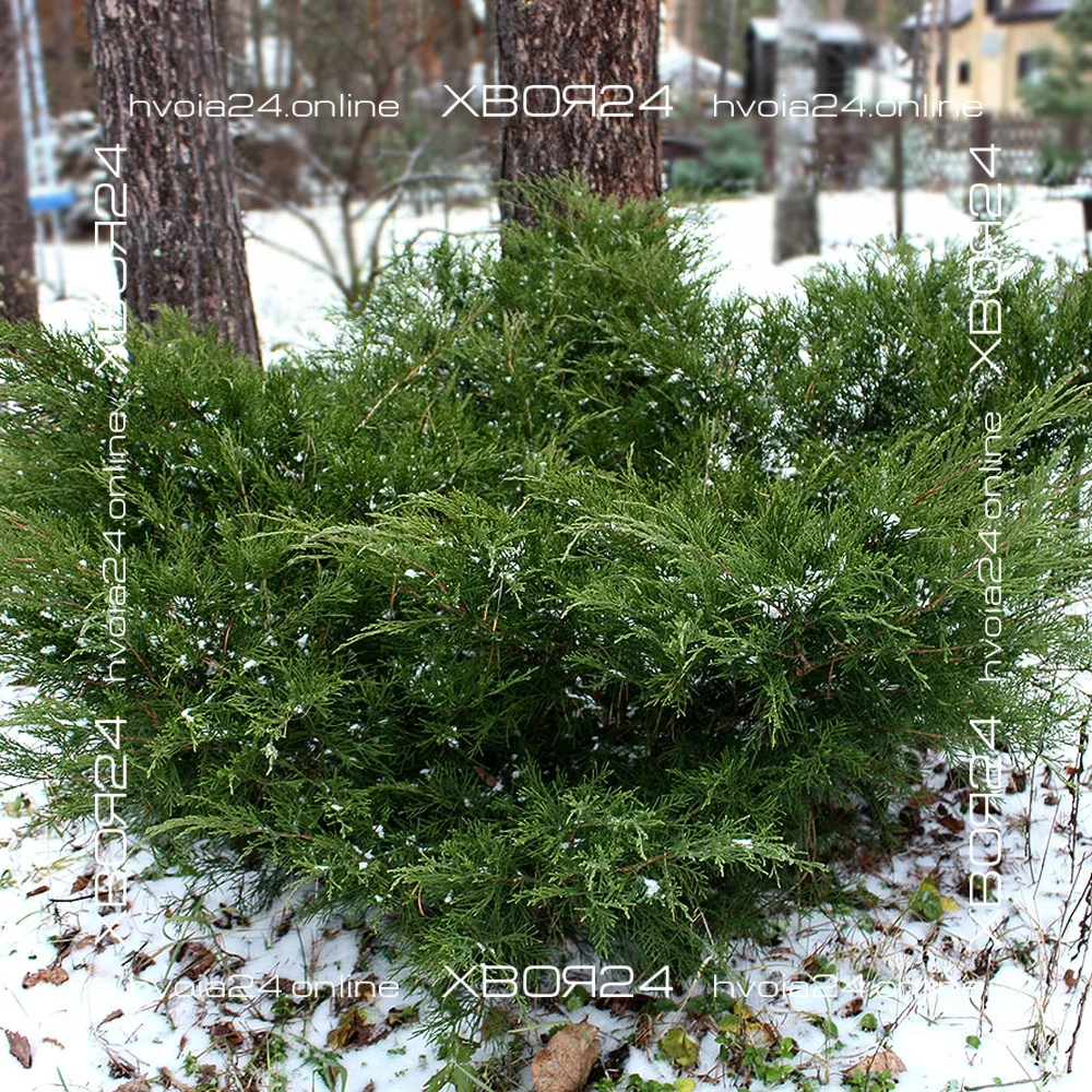  • ХВОЯ24