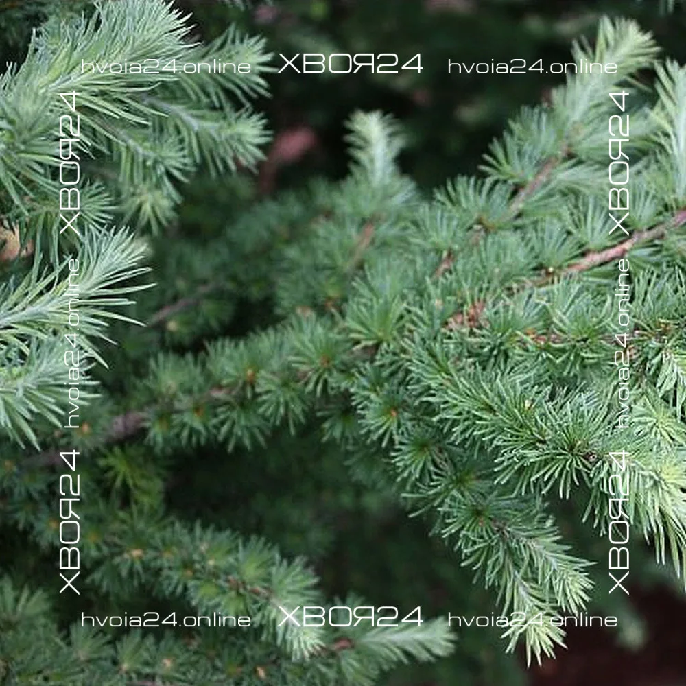 • ХВОЯ24