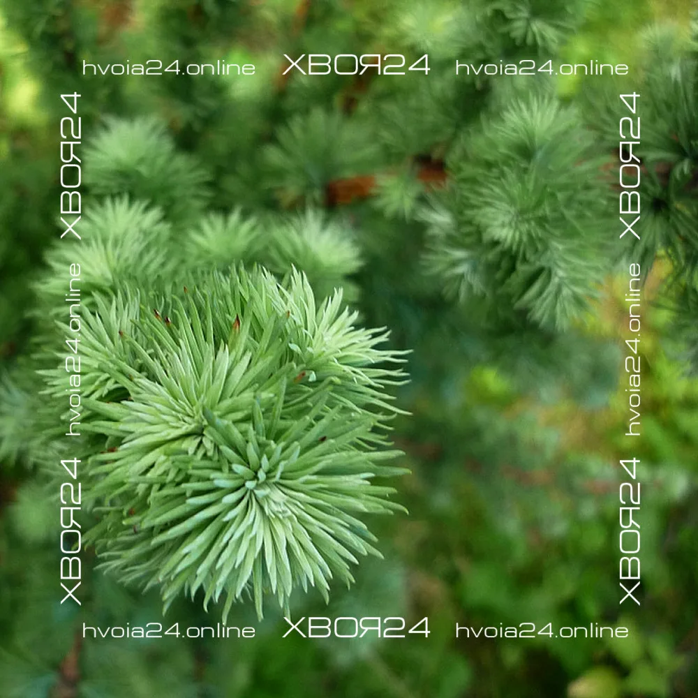  • ХВОЯ24