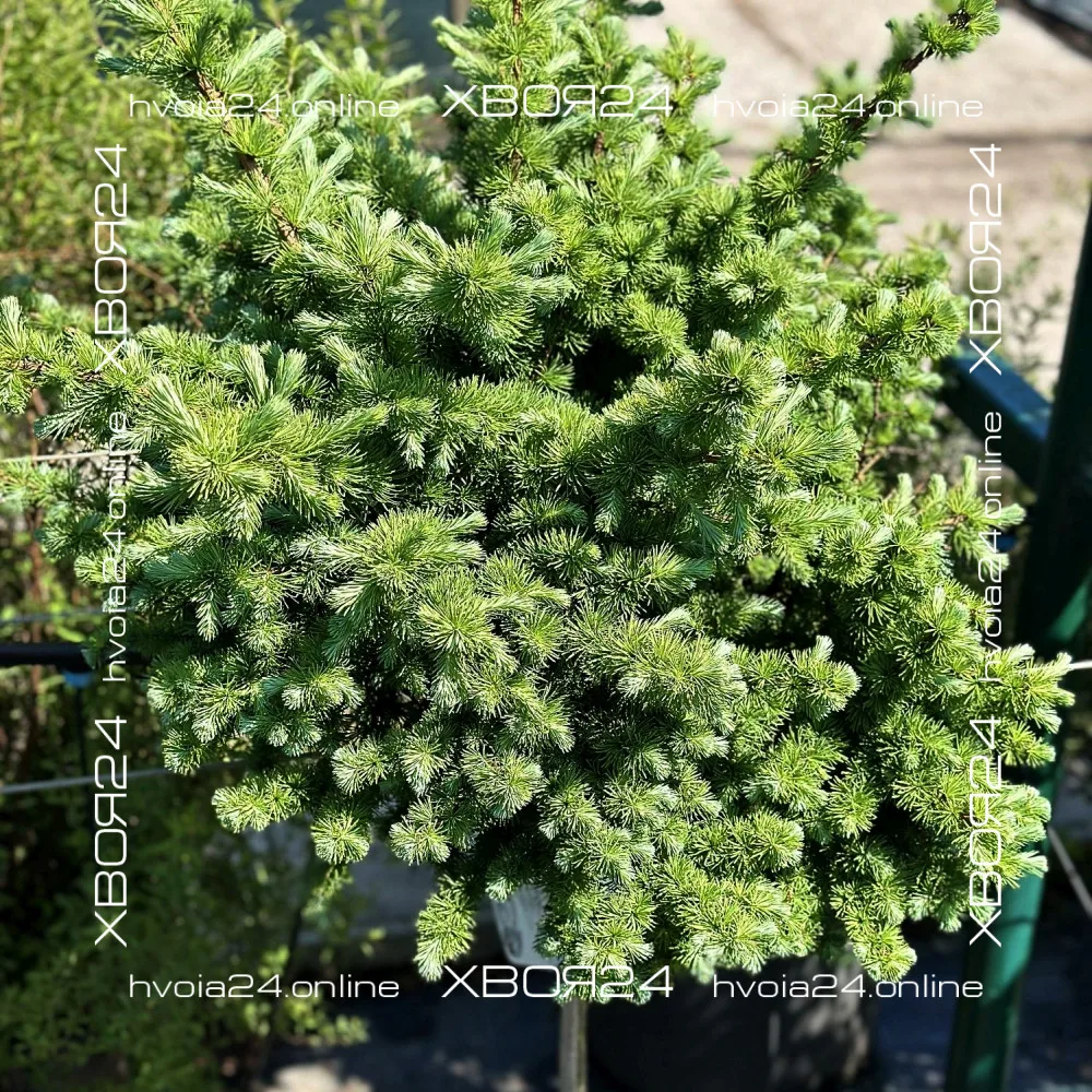  • ХВОЯ24