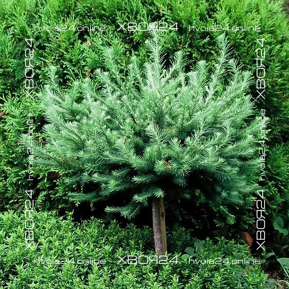  • ХВОЯ24