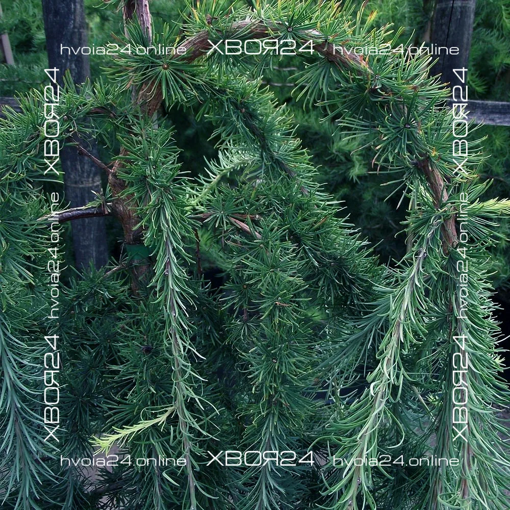  • ХВОЯ24