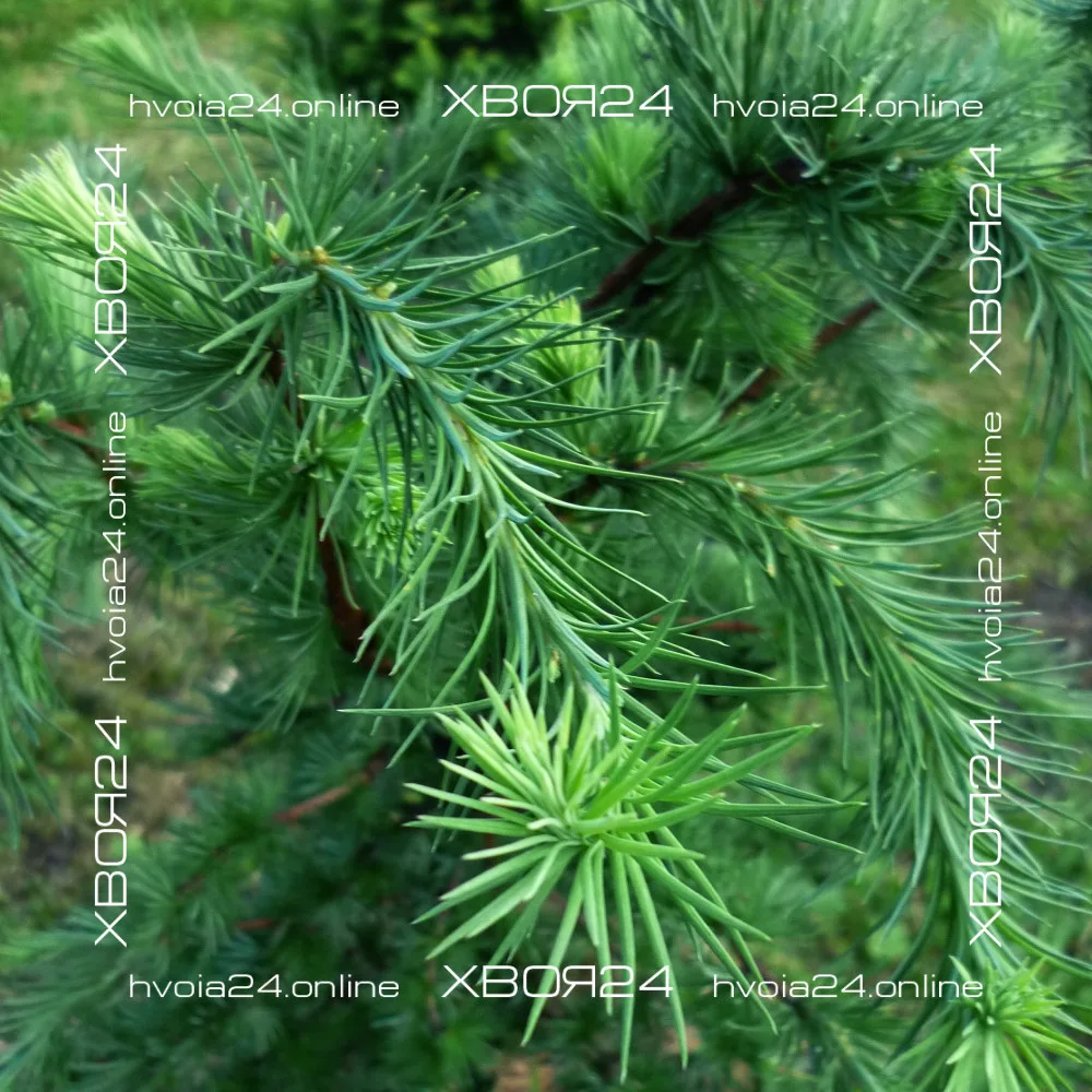  • ХВОЯ24