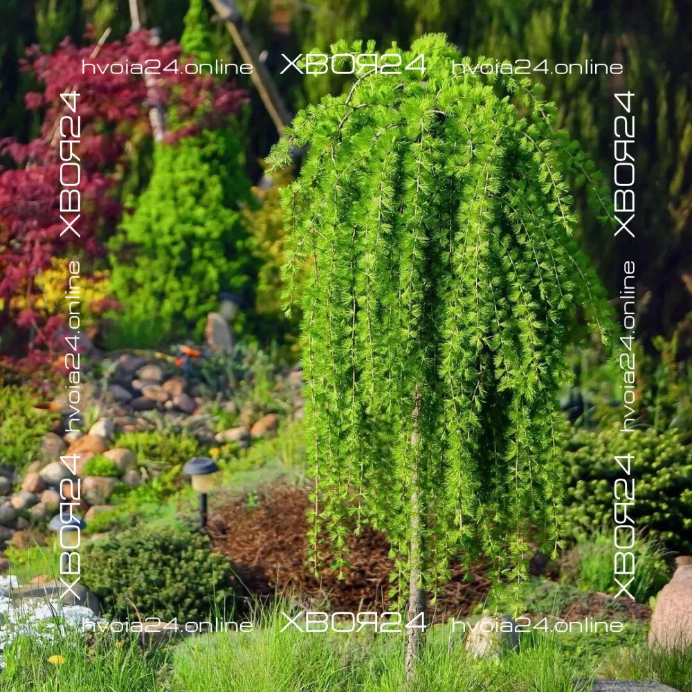  • ХВОЯ24