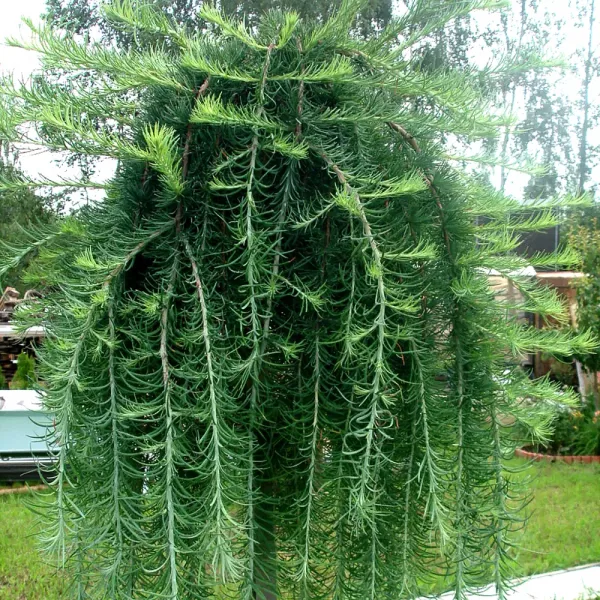  • ХВОЯ24