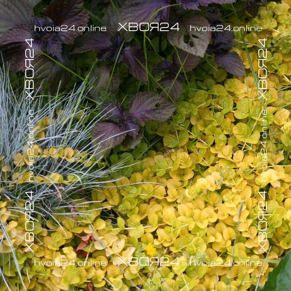  • ХВОЯ24