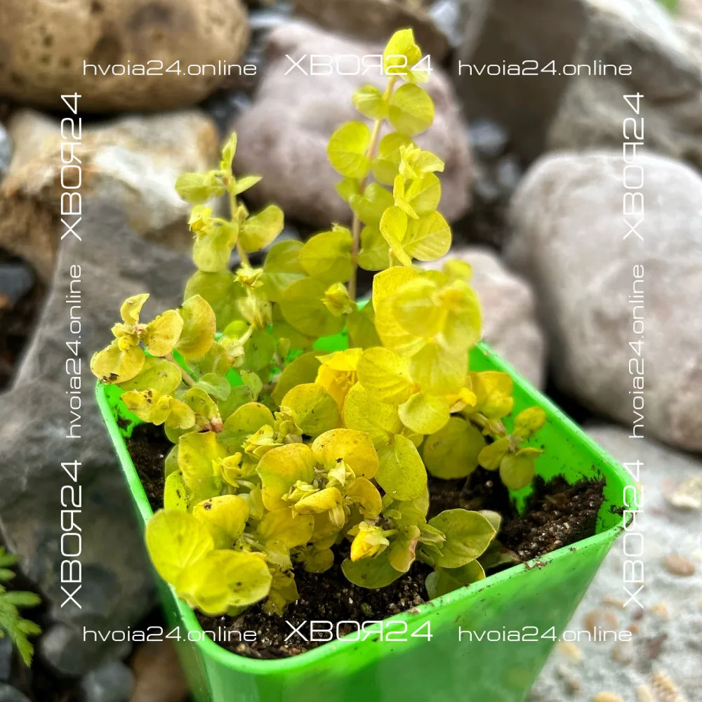  • ХВОЯ24
