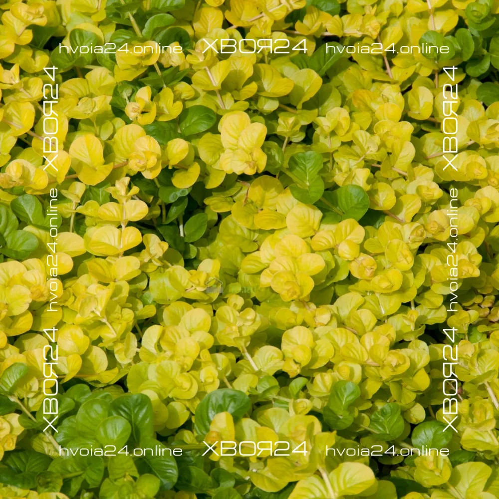  • ХВОЯ24