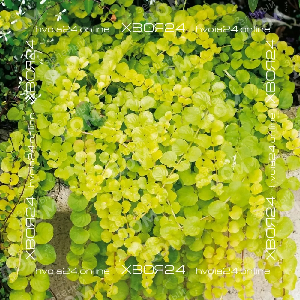  • ХВОЯ24