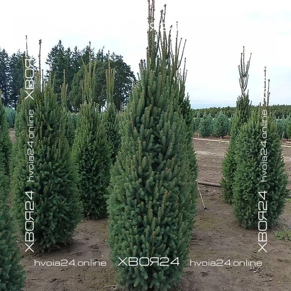  • ХВОЯ24