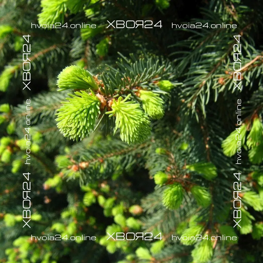  • ХВОЯ24