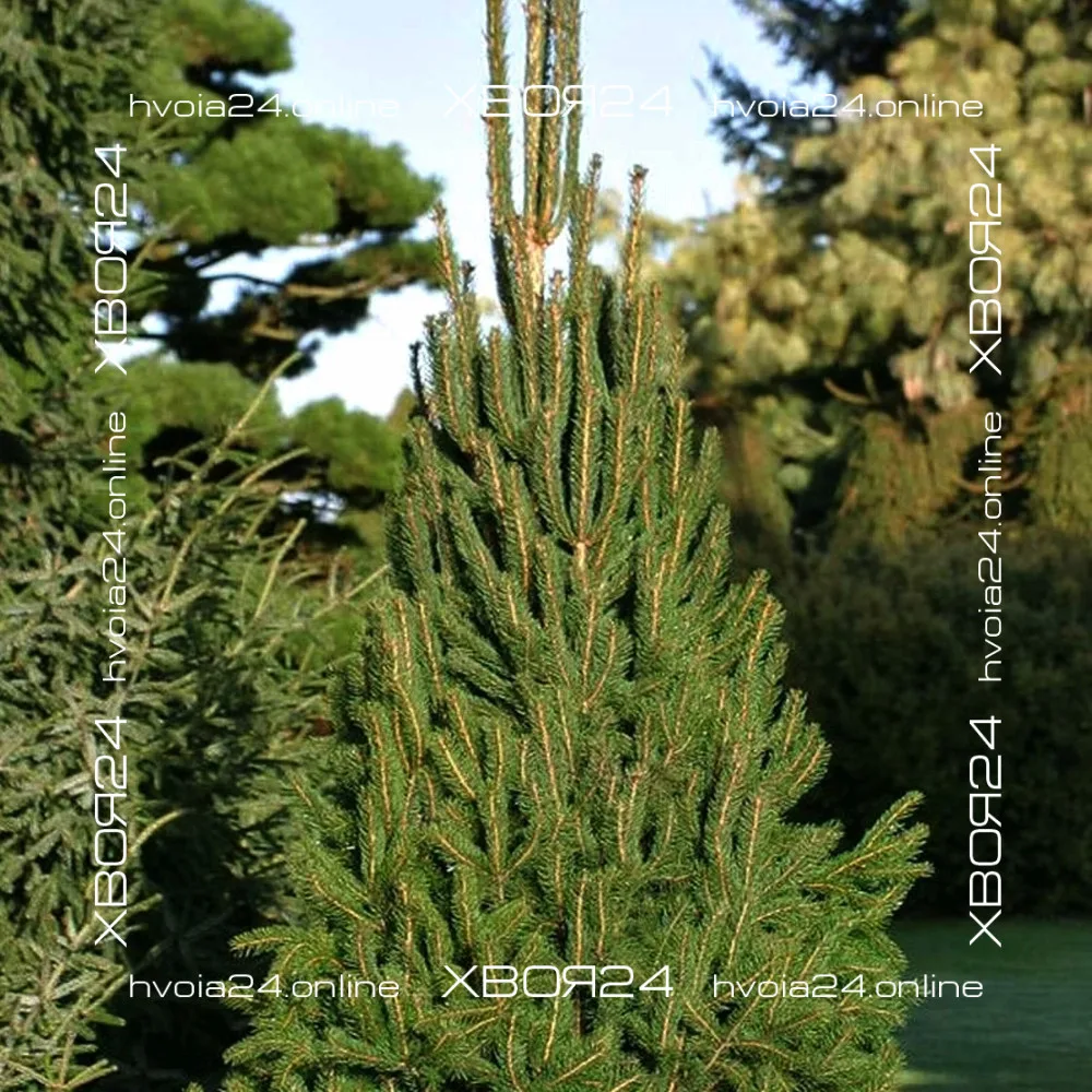  • ХВОЯ24