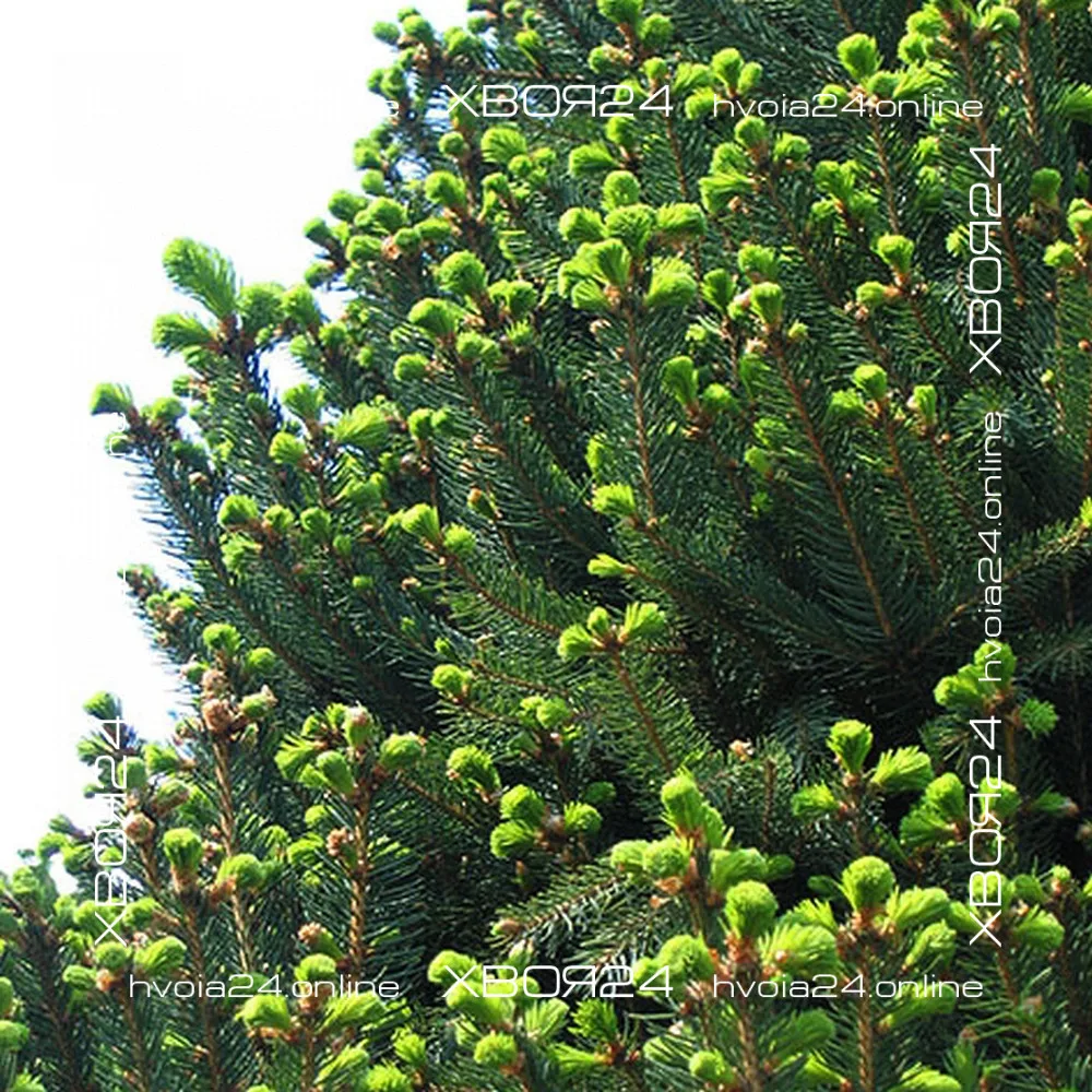 • ХВОЯ24