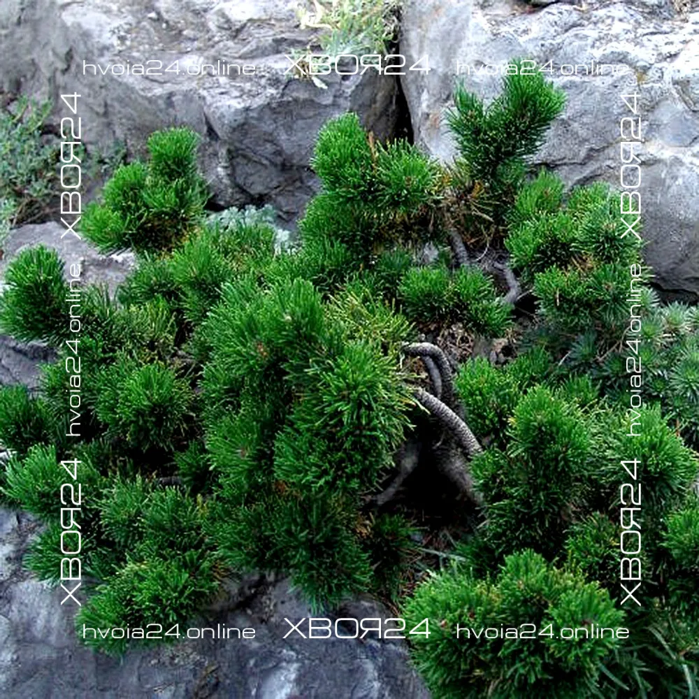  • ХВОЯ24