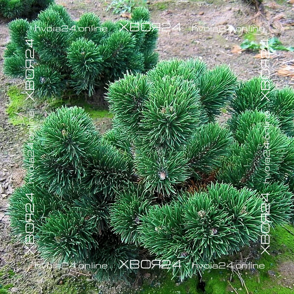  • ХВОЯ24