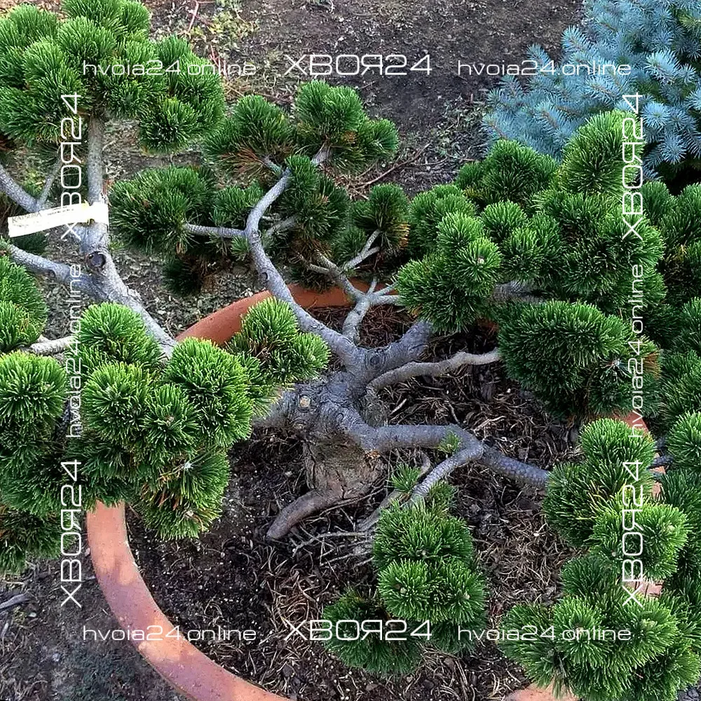  • ХВОЯ24