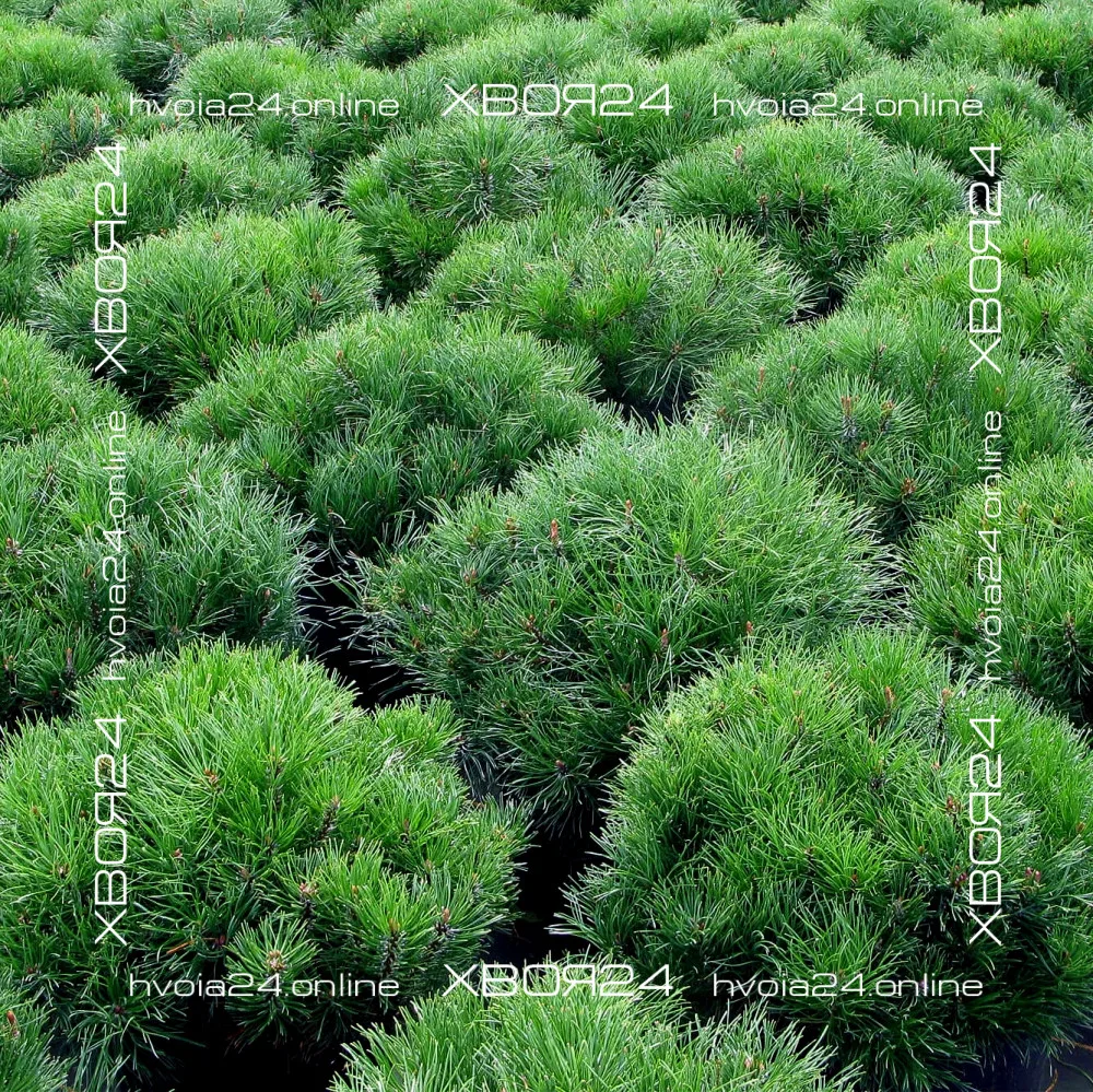  • ХВОЯ24