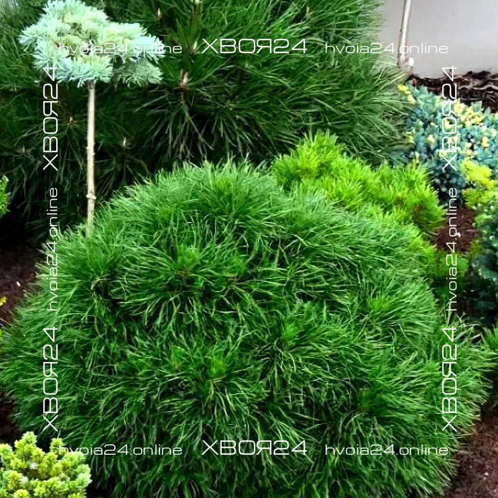  • ХВОЯ24