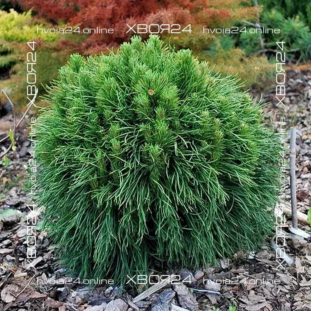  • ХВОЯ24