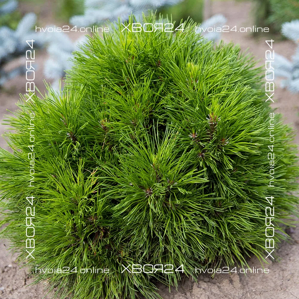  • ХВОЯ24