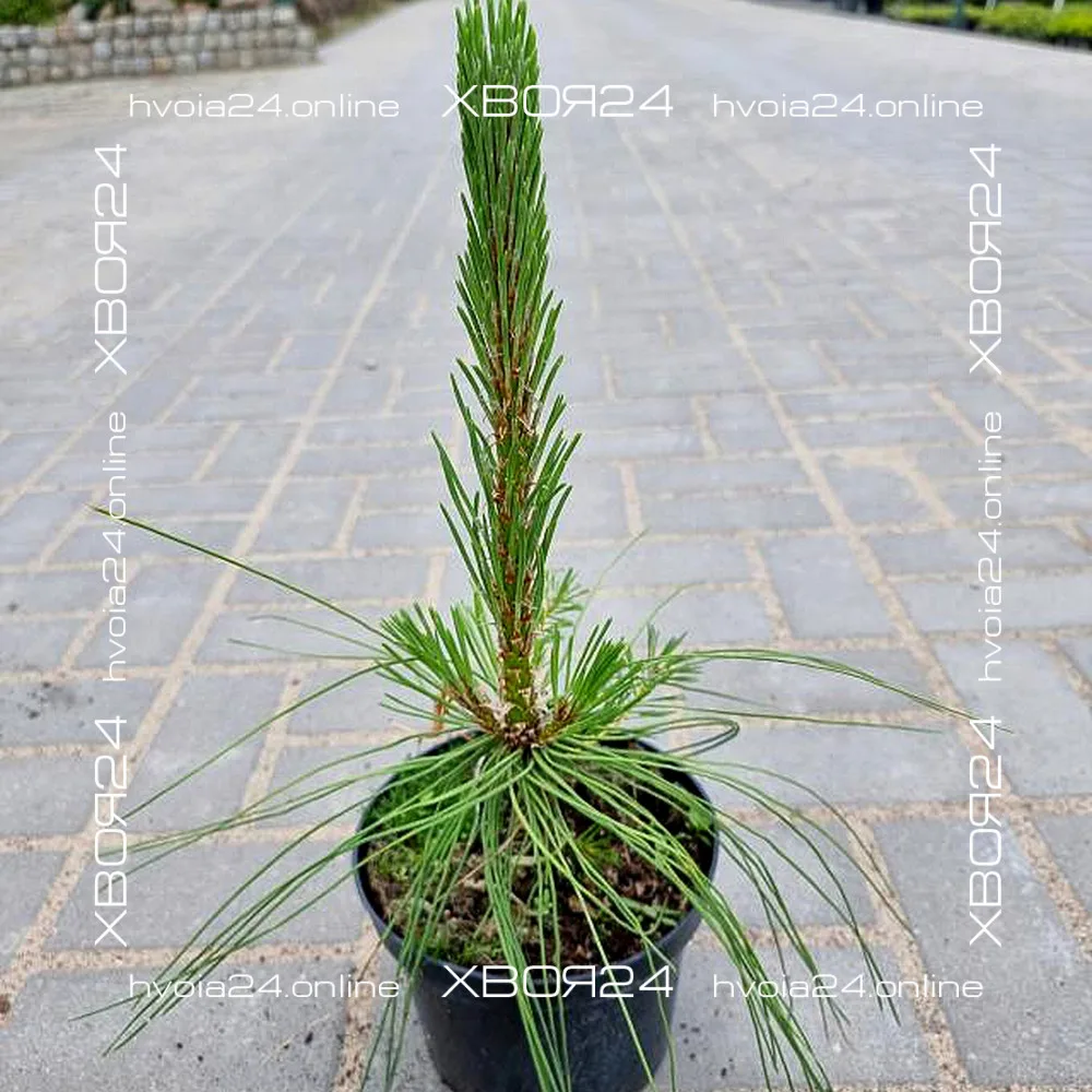  • ХВОЯ24