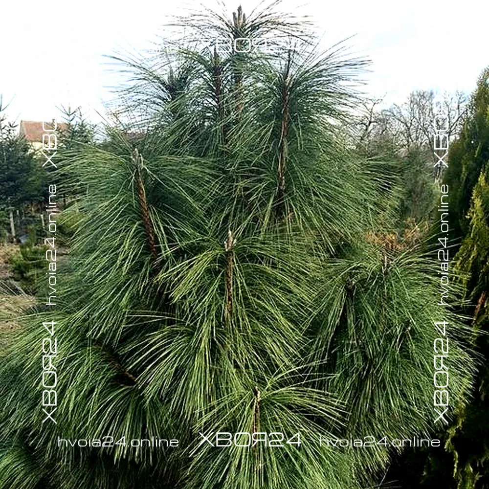 Pinus Nigra Maritima-3-hvoia24 • ХВОЯ24 • Питомник растений у вас в кармане! • ХВОЯ24