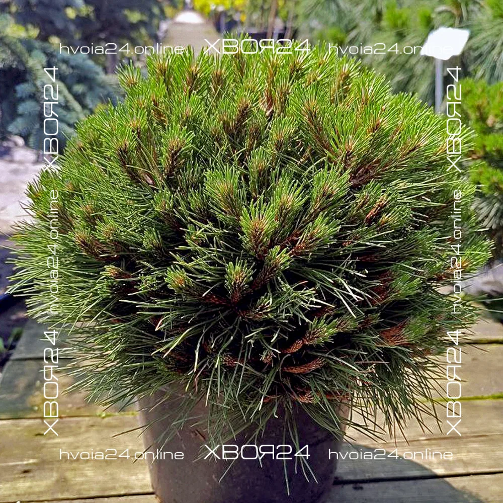  • ХВОЯ24
