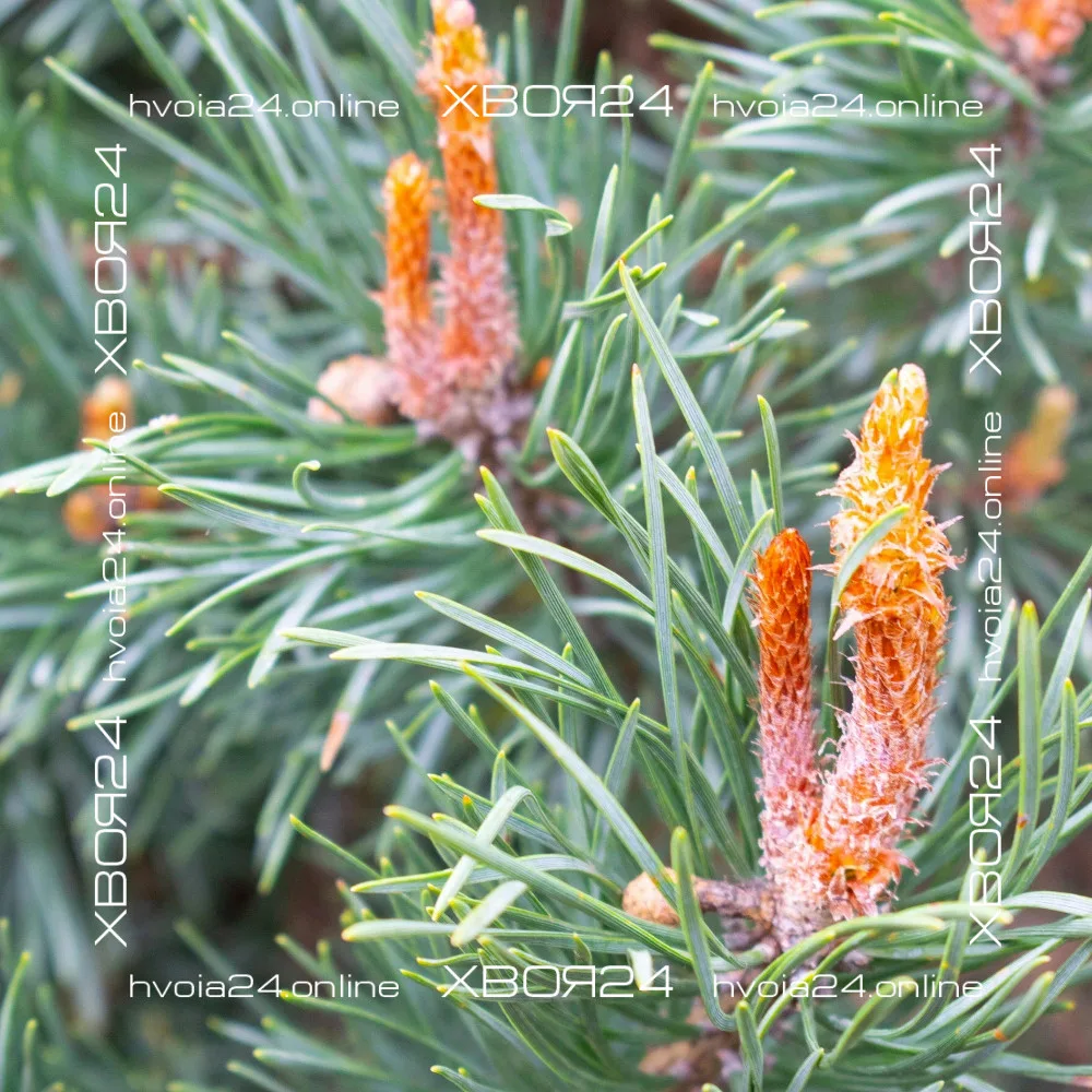 Pinus Sylvestris Watereri-12-hvoia24 • ХВОЯ24 • Питомник растений у вас в кармане! • ХВОЯ24