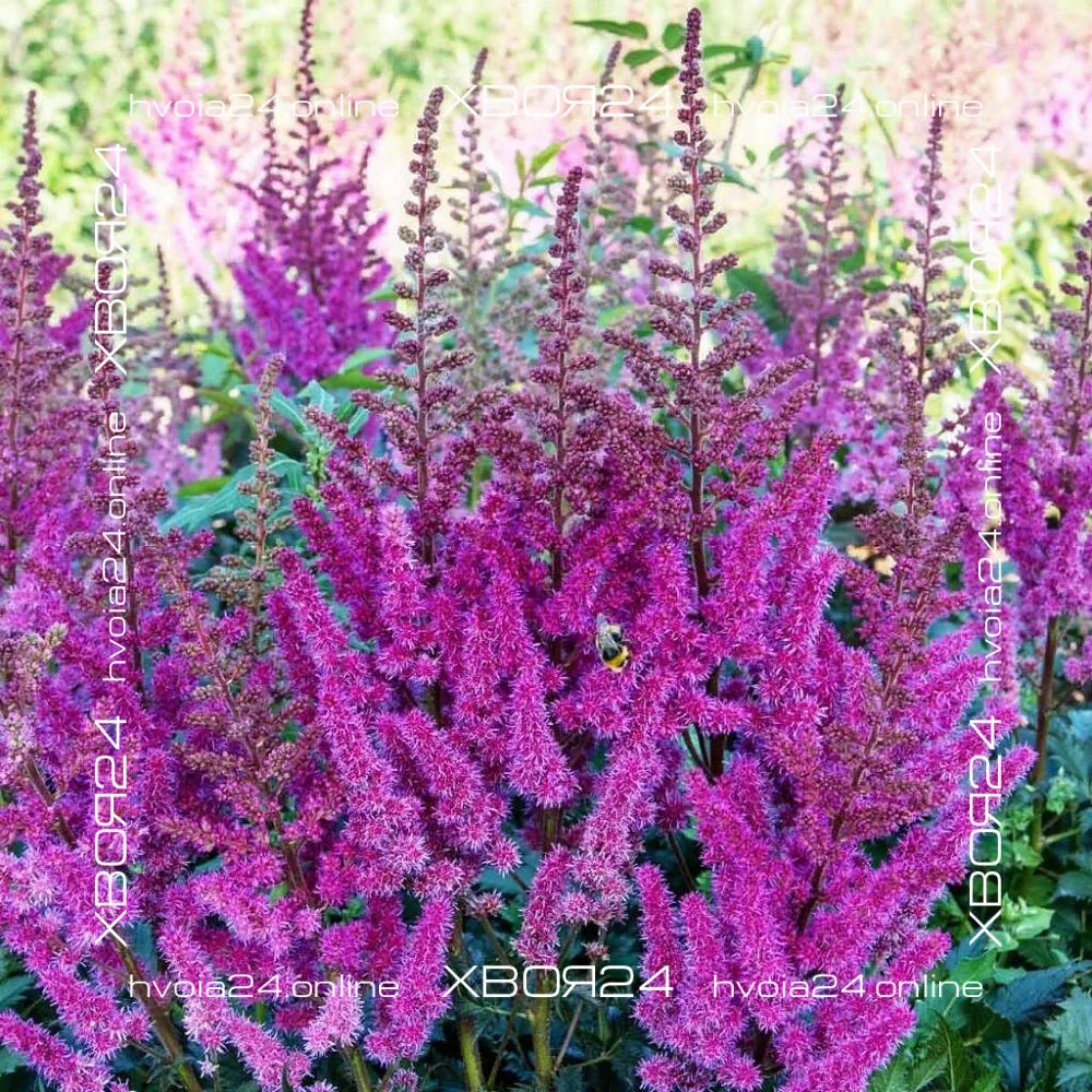  • ХВОЯ24
